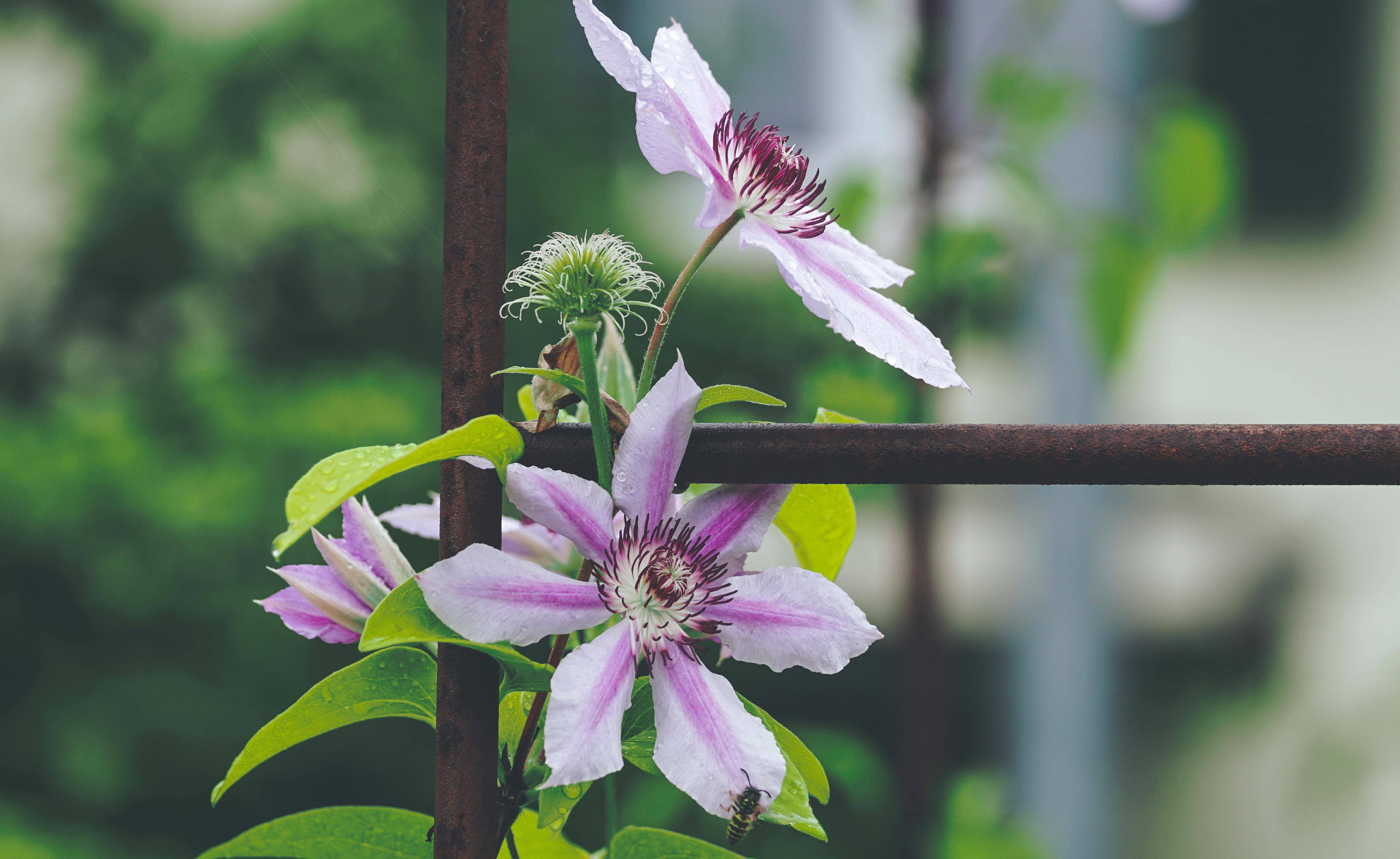 Garden trellis